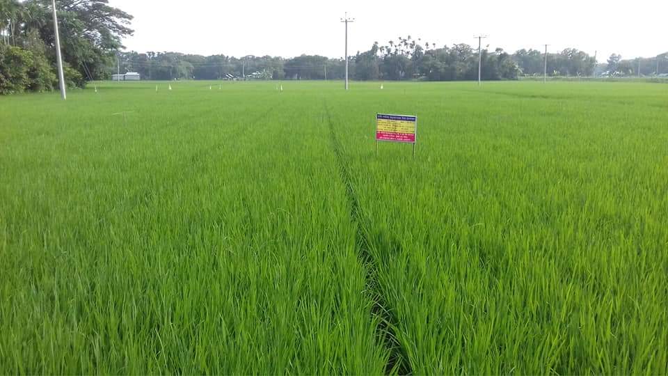 চাষী পর্যায়ে উন্নত মানের বীজ উৎপাদন