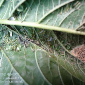 ডাটার লেদা পোকা