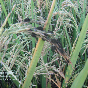 ফলস স্মাট বা লক্ষীর গু